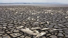 بالصّور: الجفاف يقتل آلاف الأسماك